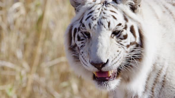 White tiger snarling on tall grass background hunting