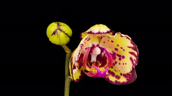 Blooming Yellow - Magenta Orchid Phalaenopsis Flower