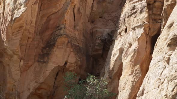 Desert bighorn sheep ewe and lamb running down steep cliff in Utah