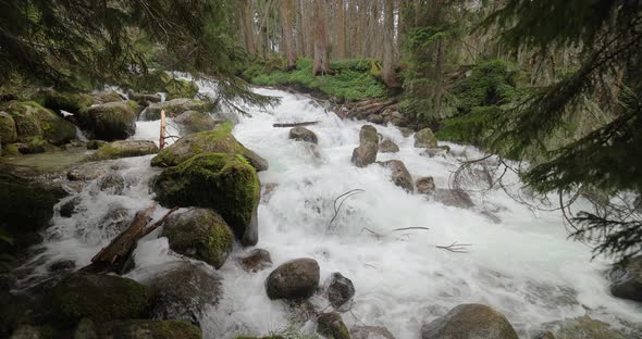 Mountain River in the Wood in Slow Motion