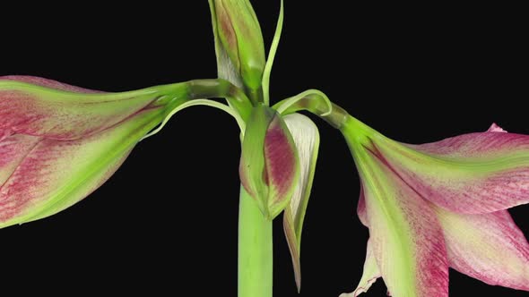 Time-lapse opening Tosca amaryllis Christmas flower