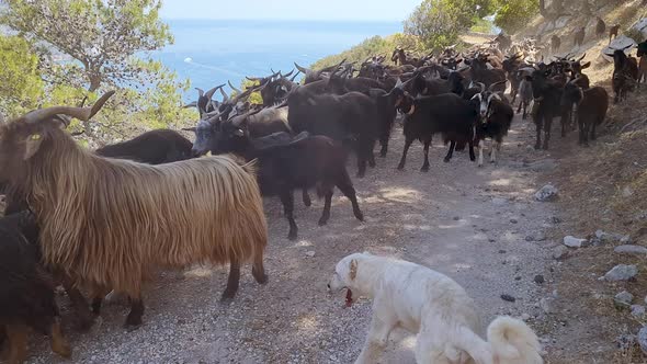 Goat herd on the countryside Road in Puglia, Italy