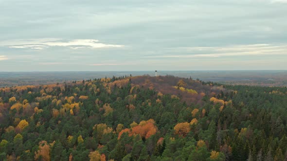 Autumn Forest