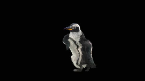 Penguin Dancing HD