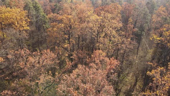 Forest with Trees in an Autumn Day