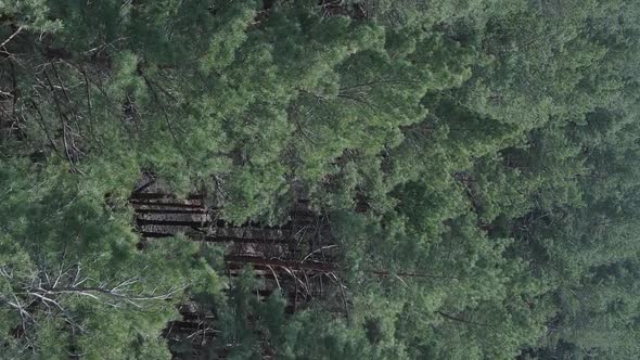 Vertical Video of Pine Forest Aerial View Slow Motion