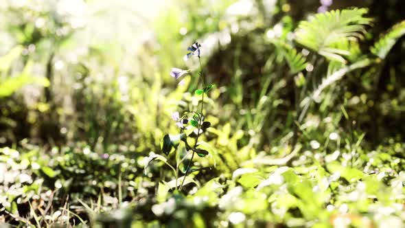 Close Up of Tip of a Green Broadleaf Carpet Grass alt