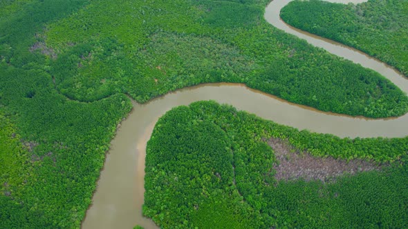 Top view of winding river in tropical mangrove tree