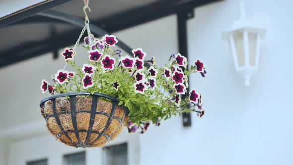 Purple Petunias Hang in a Vase Outside the House