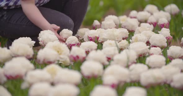 Female Farmer Working on Tulips Field