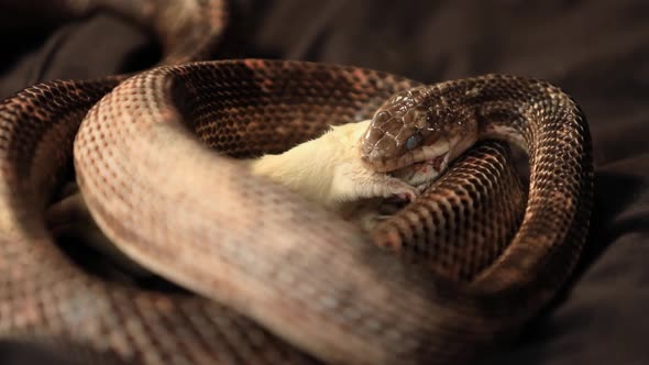 Rat Snake Trying To Start Swallowing Rat