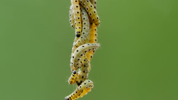 Close up view of caterpillar family rappeling down of web in forest