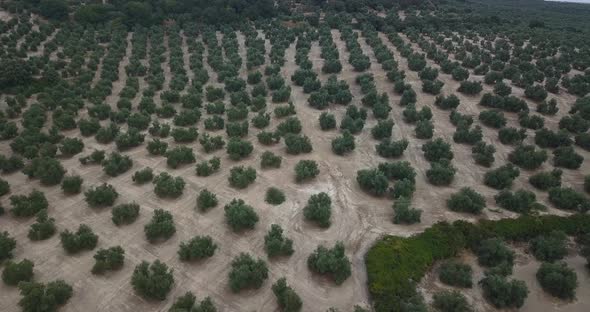 Olive field in Spain.