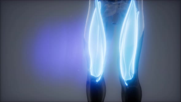 Thigh Muscles - Visible Muscle Anatomy Map alt