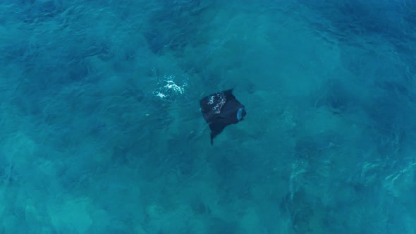 A beautiful large manta ray swimming by the surface of blue waves - top view