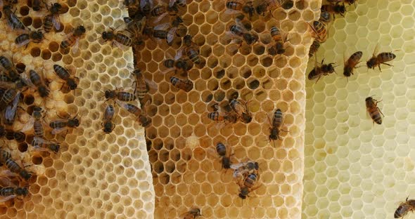 |European Honey Bee, apis mellifera, Bees on a wild Ray, Bees working on Alveolus