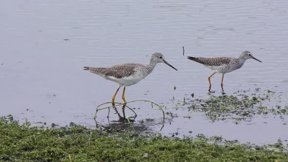  Greater Yellowlegs And Lesser Yellowlegs