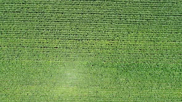 4k Aerial Drone flight over corn plant field.