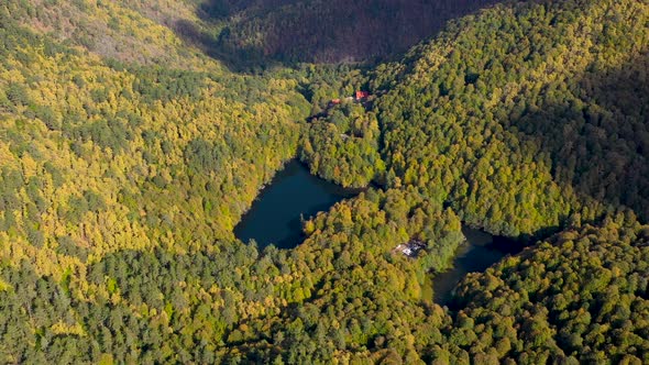 Forest Autumn