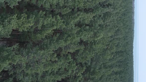 Vertical Video of Pine Forest Aerial View Slow Motion