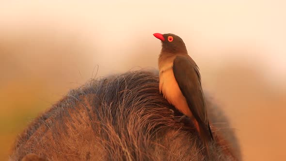 Red billed Oxpecker joins another on hairy back of African warthog
