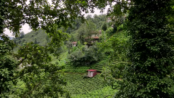 Ivy Trees And Tea Fields