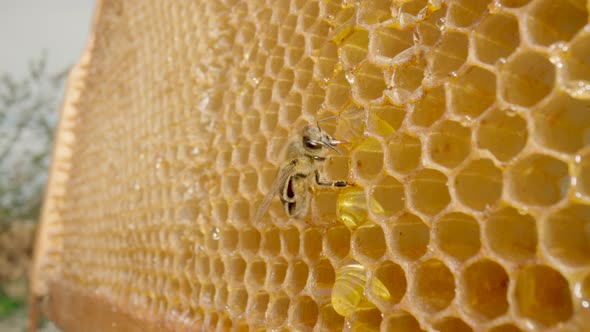 Bee Eating Honey From Honeycomb and Then Flies Away