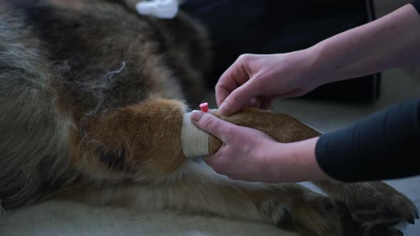 Closeup Veterinarian Adjusting Dropper on Leg of Unrecognizable Ill Dog