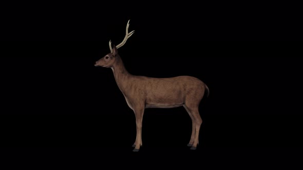 4K Deer Idle