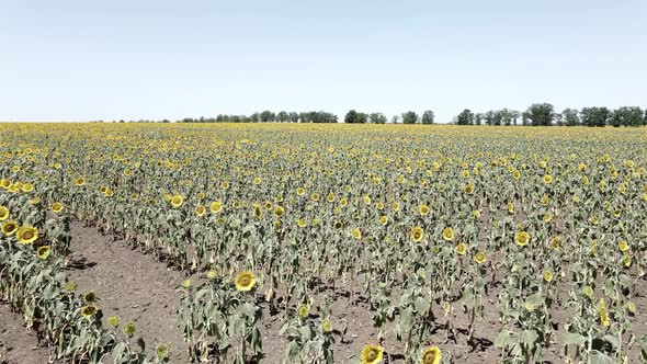 Dry Field with Dried Sunflowers in Summer View