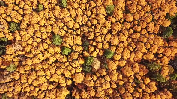 Autumn Colored Trees Shooting From Drone