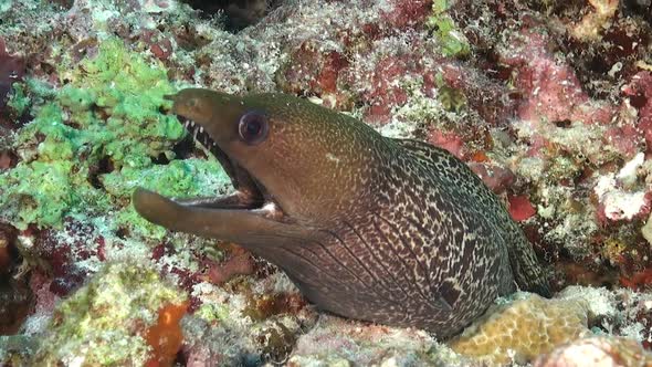 Moray eel on coral reef in the Maldives atoll.