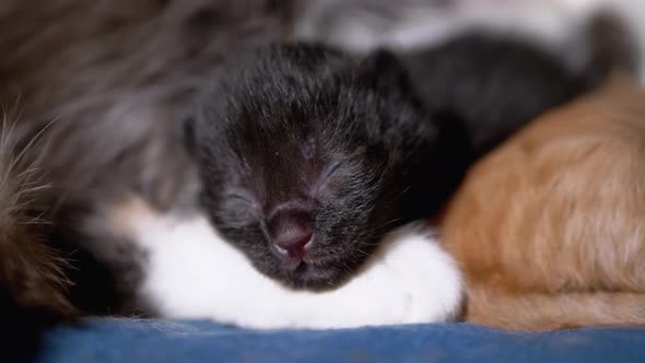 Newborn Black Blind Kitten Hisses with Eyes Closed Lies on Nursing Mother Cat