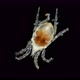 Acari(mite) living in water under a microscope, the superfamily Halacaroidea - VideoHive Item for Sale