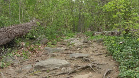 A low angle shot along a nature trail, surrounded by green trees on a cloudy  day. The camera dolly