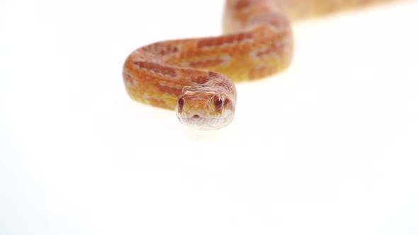 Tiger Python Molurus Bivittatus Morph Albine Burmese in White Background. Close Up. Slow Motion