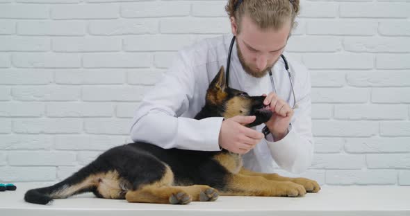 Veterinarian Examine Teeth Small Dark Dog Breed Shepherd