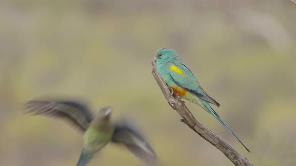 male mulga parrot at gluepot reserve