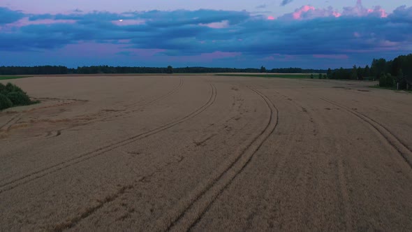 Wheat Field After Sunset