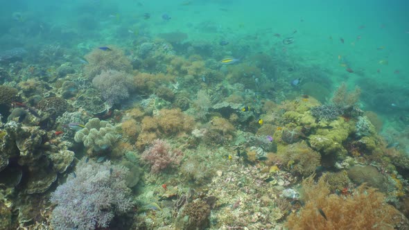 Coral Reef and Tropical Fish Underwater. Camiguin, Philippines