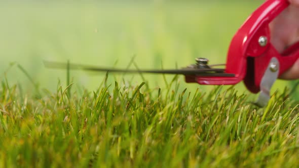 Cutting Grass with Garden Scissors Closeup Farmer Mowing Green Leaves on Lawn with Pruning Shear or