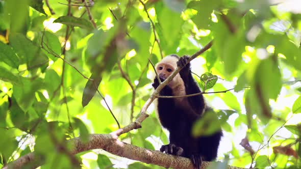 Central American Spider Monkey (saimiri oerstedii) Eating and Feeding on Leaves and Plants in a Tree alt