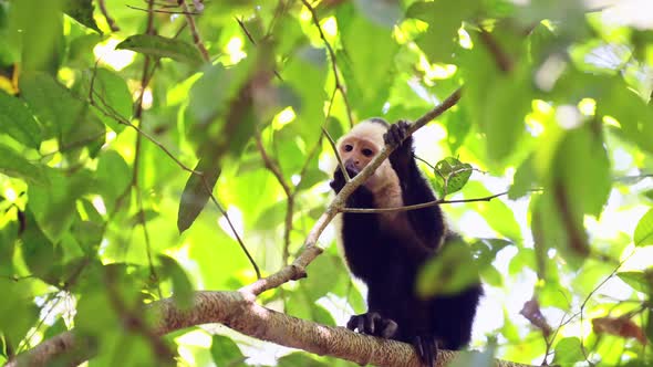 Central American Spider Monkey (saimiri oerstedii) Eating and Feeding on Leaves and Plants in a Tree