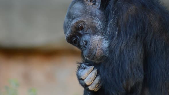 Chimpanzee Snuggled Up