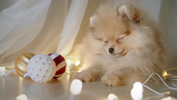 Spitz Puppy Falling Asleep While Lying on the Floor at Christmas Evening