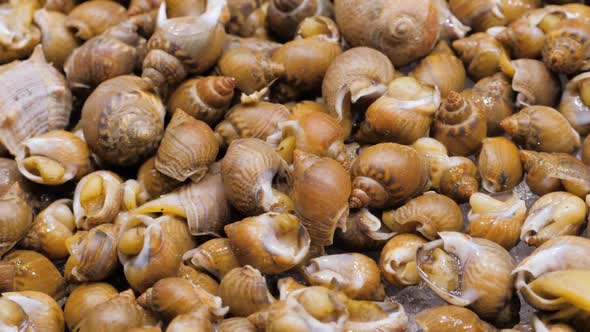 Snails on Market