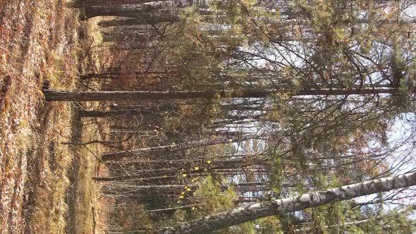 Vertical Video Autumn Forest with Trees in Ukraine Slow Motion