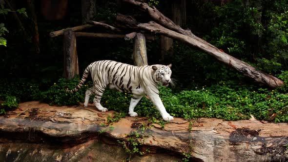 slow-motion of white bengal tiger walking in the forest