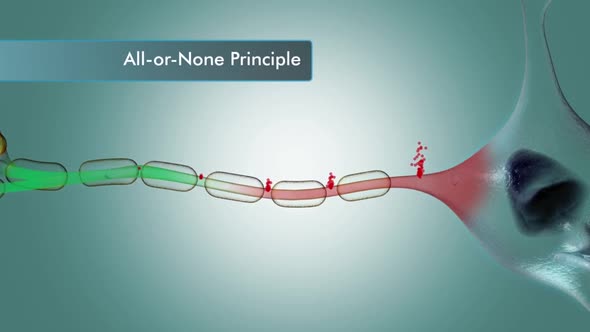 Neuron and synapses