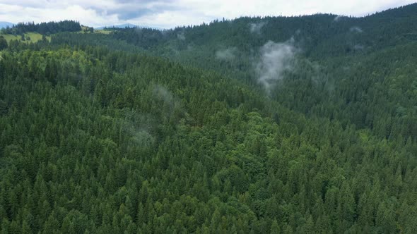 Flying Over The Cloudy Evening Forest 15